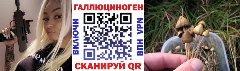Купить закладки  Чернушка  Галлюциногенные грибы GOLDEN TEACHER 